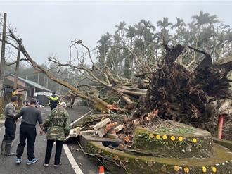 不敵褐根病又遇地震 古坑200年雀榕倒塌壓壞停車棚