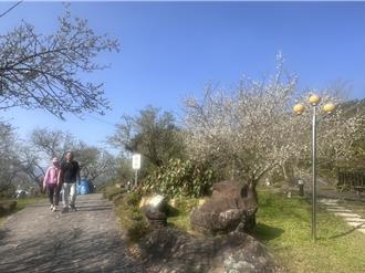 梅嶺梅花盛開達歷年之最 交管措施曝光、提供免費接駁