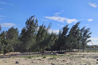 红树林復育条件太广泛「全台可种」 环团忧衝击台湾生态