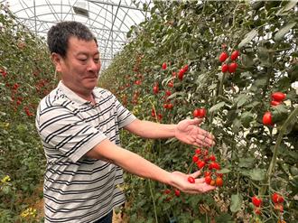 雲林果農奪小番茄比賽冠軍心繫弱勢 獎金全捐育幼院