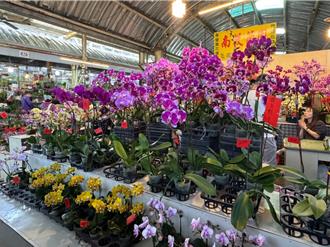 國光花市開到2月初！春節蘭花價格略漲 年輕人愛這1類