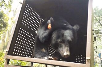 台東 野放台灣黑熊傳死訊？ 拉尼琥現蹤快閃報平安