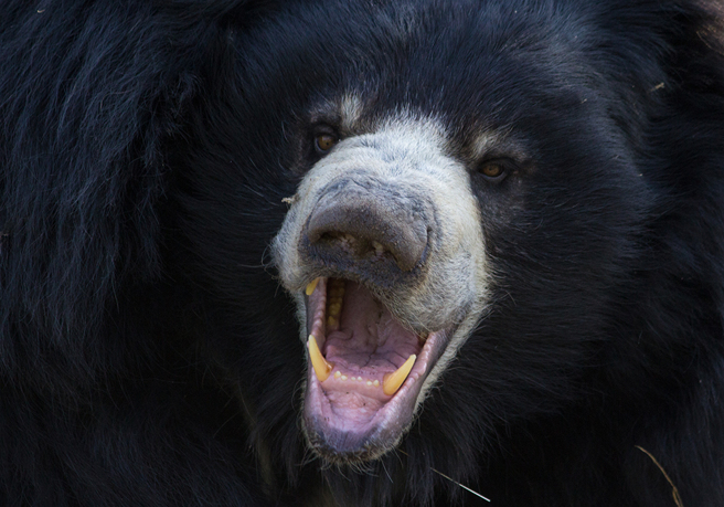印度一對父子先後遭到同一隻懶熊攻擊致死，相關畫面曝光後在網路上瘋傳。（示意圖：Shutterstock／達志）