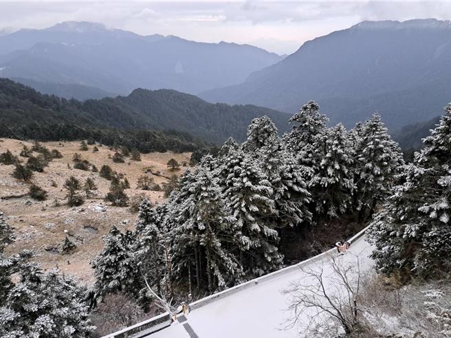 合歡山區徹夜飄降陣陣雪夾霰，迎風面樹葉累積白雪成樹冰美景。（林保署南投分署提供／楊靜茹南投傳真）