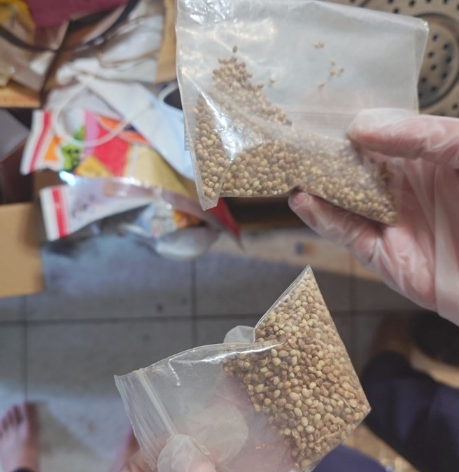 橋頭地檢署近來指揮海巡署、警方破獲2個販毒集團，圖為證物大麻種子。（翻攝照片／林瑞益高雄傳真）