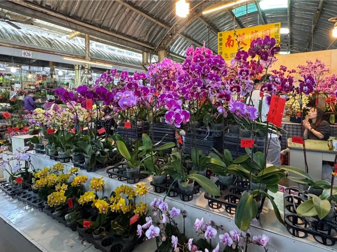 每逢農曆春節前後，家家戶戶常會購買蘭花等為增添喜氣，南投蘭園江姓業者說，購花傳統以紅色為主，不過近年1盆多色更受年輕人喜愛。