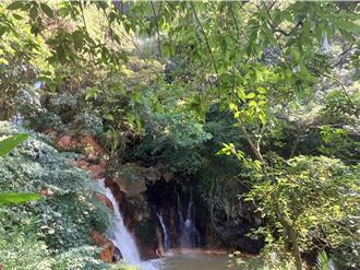 春節9天連假賞花去 陽明山湖山社區梅花、櫻花接力綻放