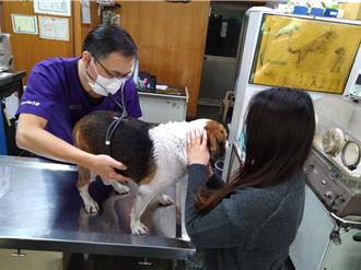 春節毛孩門診指南 高雄動保處公布獸醫診療機構資訊