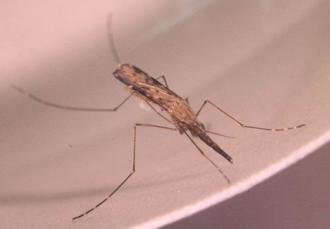 國內首例境外移入瘧疾  30歲外籍女從肯亞返台確診