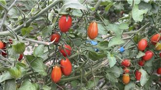 全国小番茄竞赛嘉义表现不俗 水上乡、番路乡青农获佳绩