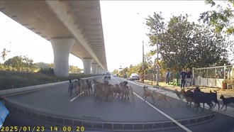 开车差点「赶羚羊」　女驾驶笑爆以为是狗