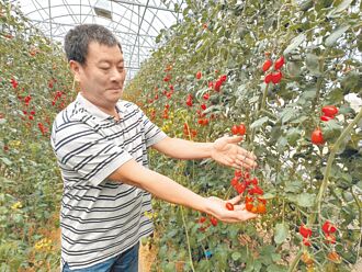 云林 小番茄达人摘冠 奖金捐育幼院