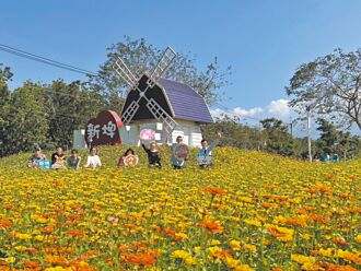 屏東 百花盛開 新埤花海迎新春
