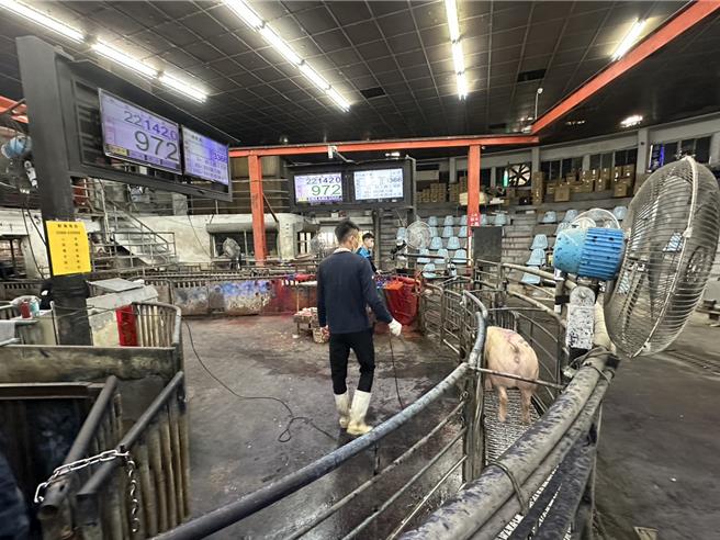 雲林肉品市場近期拍賣價每公斤近百元。（周麗蘭攝）