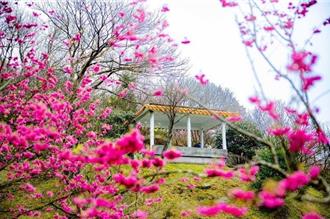 迪士尼公主首次授權 陽明山花季綻放春日童話