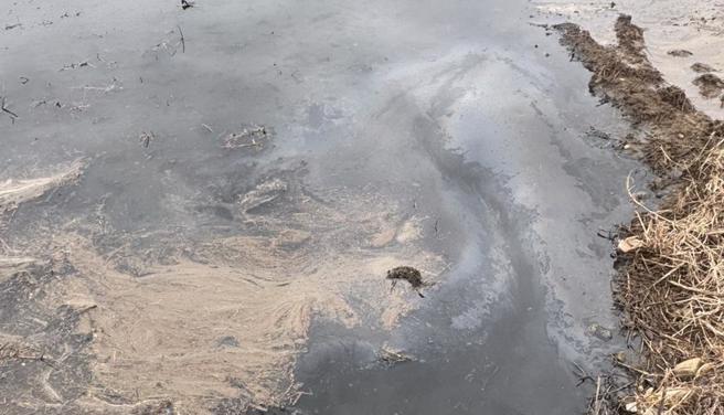 桃园市大园区吴厝路329号附近1处农田，疑遭废水污染，造成稻田大面积充斥黑色废水，且水面上漂散油污，地方接获民眾陈情抵现场，要求相关单位前往稽察。（游吾和提供／廖姮玥桃园传真）