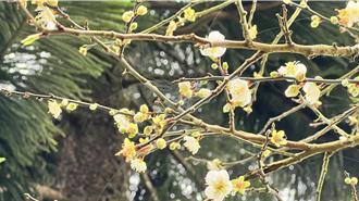 地震「搖滾區」嚇跑遊客！梅嶺商家喊：道路暢通、安全無虞