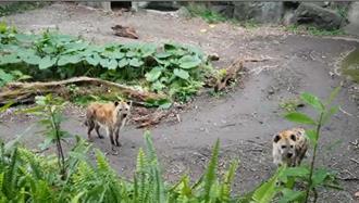 遊客翻越動物園欄杆挑釁鬣狗！正義遊客大聲喝止獲掌聲