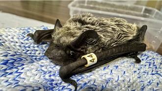 觀霧驚喜！霜毛蝠再現蹤跡 台灣蝙蝠生態再添一筆