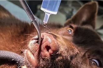 流浪狗鼻孔藏3隻水蛭！獸醫神救援 1分鐘搞定