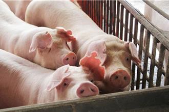 豬隊友寄「臭豬頭」給中鋼通運5高層 他涉個資外洩判賠50萬元