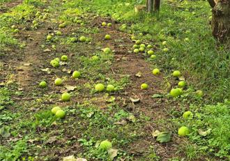 地震重創農田！南市爭取放寬補助申請年限