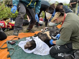 花蓮卓溪吃蜜黑熊出現了！高齡母熊再入侵蜂場卻困陷阱