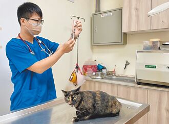 街猫术后照护 復原良好才回置