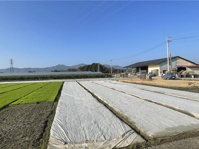 水稻秧苗利用不織布或塑膠布覆蓋以防寒。（高雄市農業局提供／林雅惠傳真）