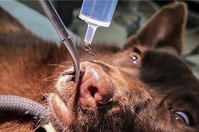 新竹縣動保所獸醫師陳紫晴檢利用吹風機加上滴水療法，用止血鉗夾移除流浪犬鼻內的3隻肥大水蛭。（新竹縣政府提供／羅浚濱新竹傳真）