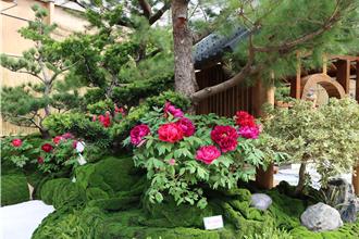 苗栗卓蘭鎮花露農場 春節打造全台唯一牡丹花館