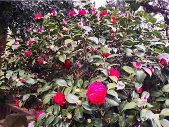 清水岩寺茶花盛開！過年祈福摸貔貅求財運