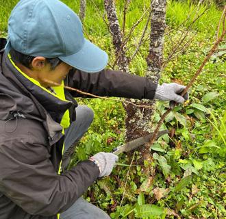 阿里山櫻花回春！「櫻花小護士」守護老櫻樹 8成恢復元氣