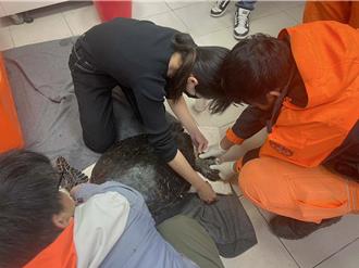 影》受困漁網驚險脫困！綠蠵龜成功野放宜蘭蜜月灣