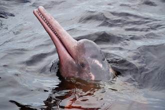 屁孩亚河豚成群「跟踪鱷鱼」 竟不怕死偷袭尾巴