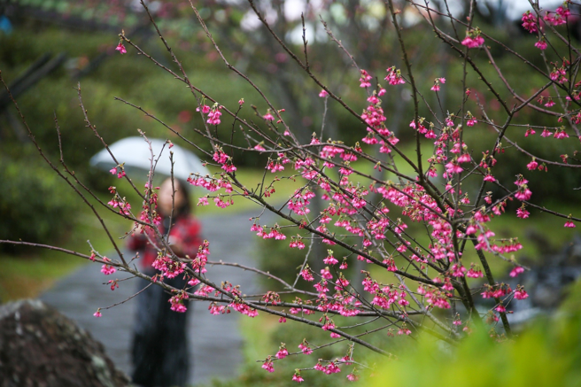 中央氣象署上午發布20縣市低溫特報。圖為民眾走春。（資料照）