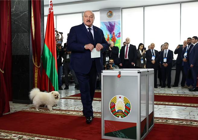 鲁卡申柯26日稍早携宠物狗，到明斯克的投票站投票。（路透社）