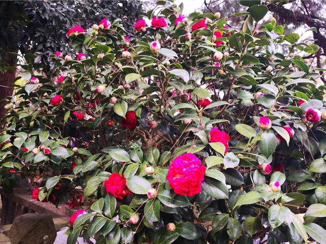 彰化县知名百年古剎社头乡清水岩寺香火鼎盛，广场前的茶花现正盛开，直到元宵节。（叶静美摄）