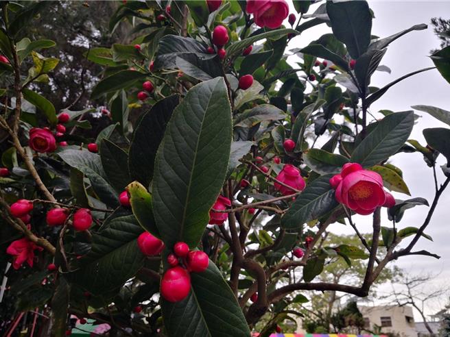 彰化县知名百年古剎社头乡清水岩寺香火鼎盛，广场前的茶花现正盛开，直到元宵节。（叶静美摄）