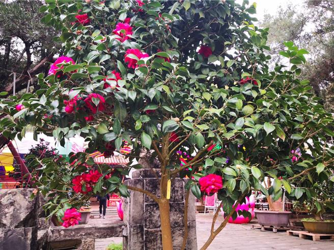 彰化县知名百年古剎社头乡清水岩寺香火鼎盛，广场前的茶花现正盛开，直到元宵节。（叶静美摄）