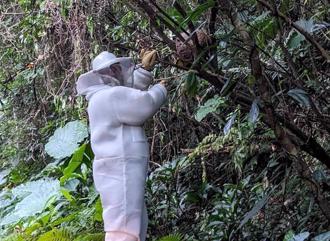 桃義消副小隊長受農業局委任捕蜂遭螫死   竟「非因公」不撫卹