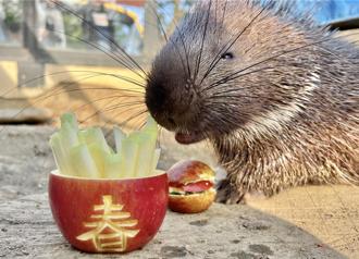 万兽创意围炉迎新春 寿山动物园加码赠好礼