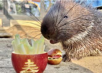 壽山動物園超狂年夜飯！真的「蛇」麼都有