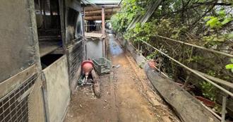 越籍女非法屠宰賣狗肉　稚兒見母揮刀受驚嚇揭暴行