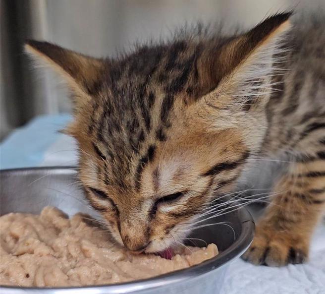 新北動保處呼籲飼主在吃好料的同時要注意寵物飲食安全，避免寵物食用不當的食物，切勿因為寵物討要就餵食，危害寵物健康。（動保處提供）