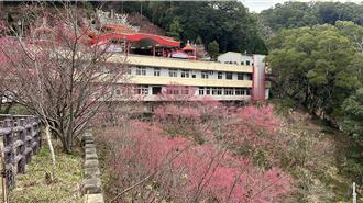 苗栗縣櫻花盛開  6大賞櫻祕境曝光