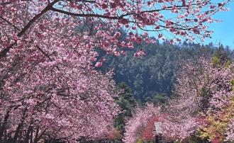 十大人氣賞櫻秘境曝！台北1地點受青睞 武陵農場人氣奪冠