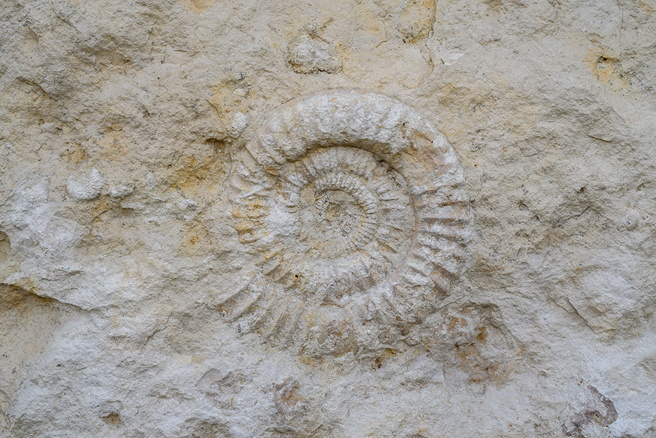 大连一对母女散步时意外踢到凸起物，没想到竟是距今逾4亿年的化石。（示意图：Shutterstock／达志）