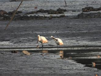 新北挖子尾賞鳥好時機 候鳥聚集高峰 近距離看生態奇景
