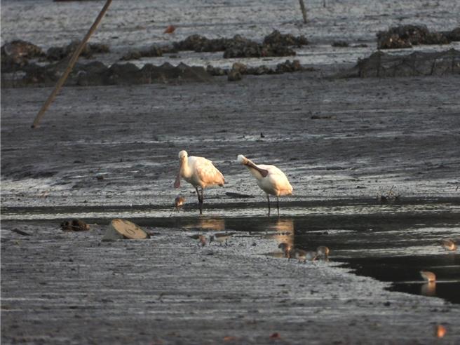 今（2）日是世界濕地日，新北市目前正值候鳥聚集的高峰期，隨著候鳥南遷，挖子尾是北臺灣最大的紅樹林純林之一，擁有完整的紅樹林生態系統。（圖／新北農業局）